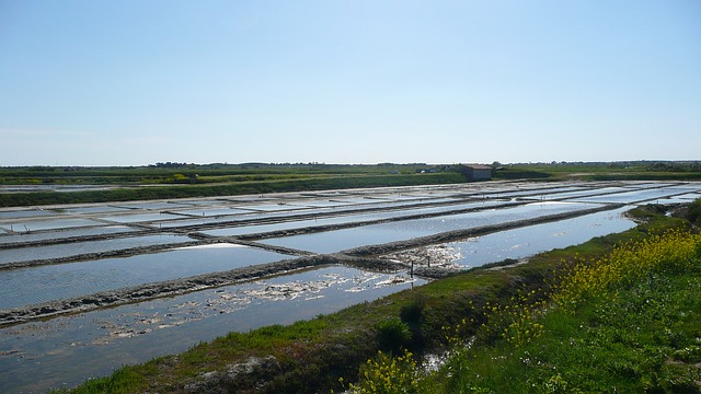 salière ile de ré